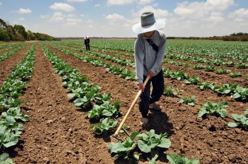 agricultor en katy