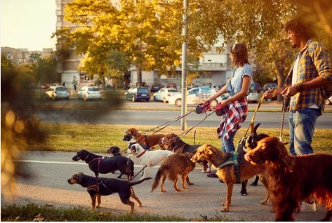 paseador de mascotas en pembroke pines