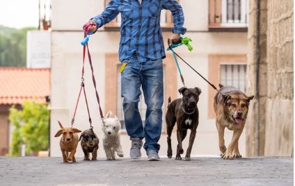 paseador de perros en el doral