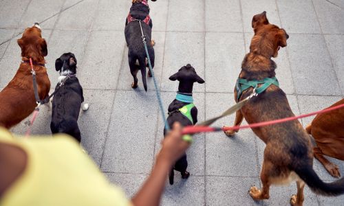 paseador perros keywest